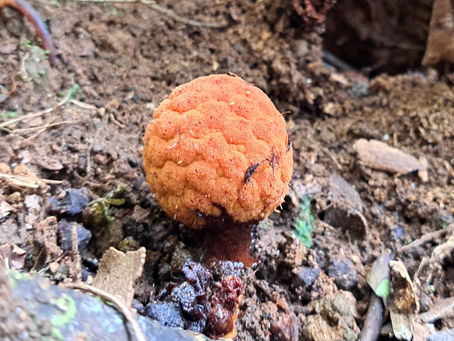 Planta parasita rara encontrada em Maria da Fé é depositada em herbário da Epamig