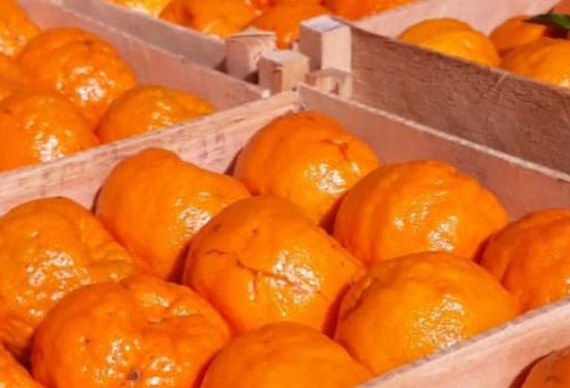 Prazo para entrega do Relatório de Vistoria do HLB (greening) é prorrogado
