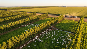 Ciclo da Carne 2026: Com Virada do Boi Gordo, Estratégia iLPF Vira o Jogo no Fluxo de Caixa do Pecuarista