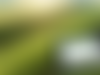 O Desafio da Sustentabilidade em 2026: Entre o Mercado de Carbono, o Clima e a Nova Rastreabilidade