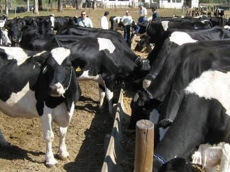 🥛 Genética Bovina: O Motor Financeiro por Trás da Produção Leiteira