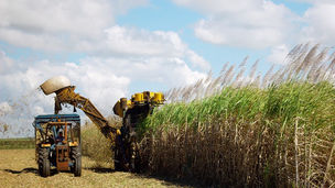 Crise Climática e a Virada Energética: Cana-de-Açúcar Pressionada em SP Abre Espaço para o Etanol de Milho