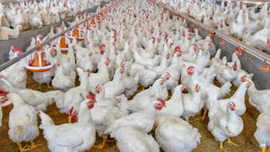 Conforto Térmico na Avicultura: Por que o Sombreamento é o Melhor Investimento para sua Granja