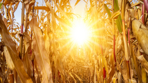 USDA deve elevar projeções de estoque para soja e milho nos EUA, dizem analistas