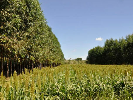 Tendências de Consumo e Diversificação no Agronegócio: O Caminho para a Sustentabilidade em 2026