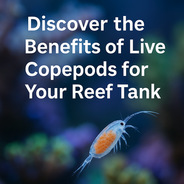 Close-up of a live copepod in a reef aquarium with coral background, overlaid text reading Discover the Benefits of Live Copepods for Your Reef Tank