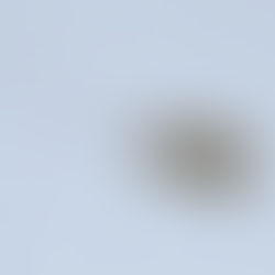 Where Do I Start With Live Copepods? A Complete Beginner’s Guide