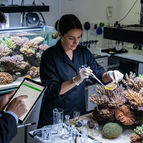 coral nutrition, marine biology, aquarium lab