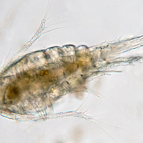 Top 10 Benefits of Adding Live Copepods to Reef Aquariums