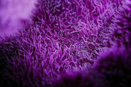 vibrant purple soft coral in the backdrop