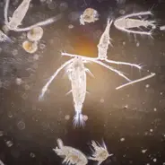 Unlocking the Power of Nannochloropsis: Your Aquarium's Secret Weapon