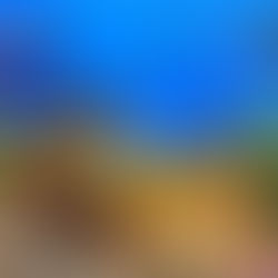 Colorful coral reef with tropical fish in a vibrant saltwater aquarium