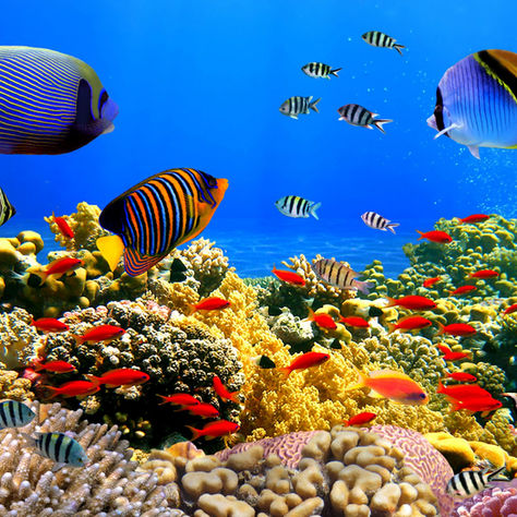 Colorful coral reef with tropical fish in a vibrant saltwater aquarium