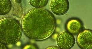 Nannochloropsis: Live Phytoplankton for Aquarium Health