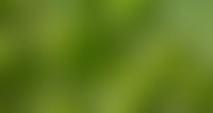 Nannochloropsis: Live Phytoplankton for Aquarium Health