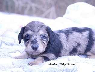 blkcrmdplfemale 020126.png