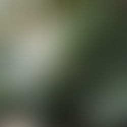 Bien choisir ses plantes d'intérieur en s'inspirant de leur milieu naturel