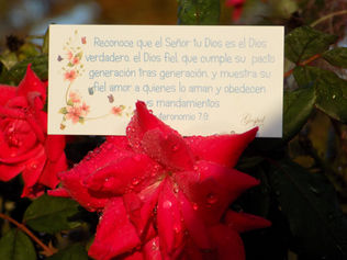 Día 39: Reconoce que el Señor es tu Dios es el Dios verdadero, el Dios fiel. Deuteronomio 7:9