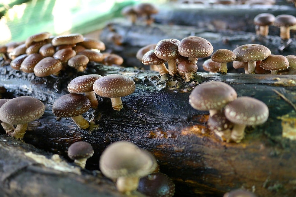 shiitake.jpg
