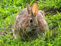 Eastern Cottontail Rabbit