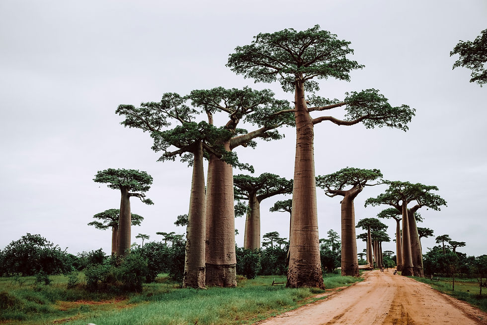 Entering Madagascar’s Telecom Market: ARTEC Type Approval Made Simple 