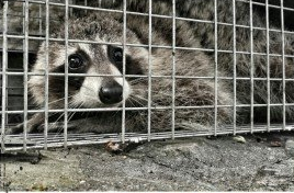 Toplus 虫害和野生动物防治