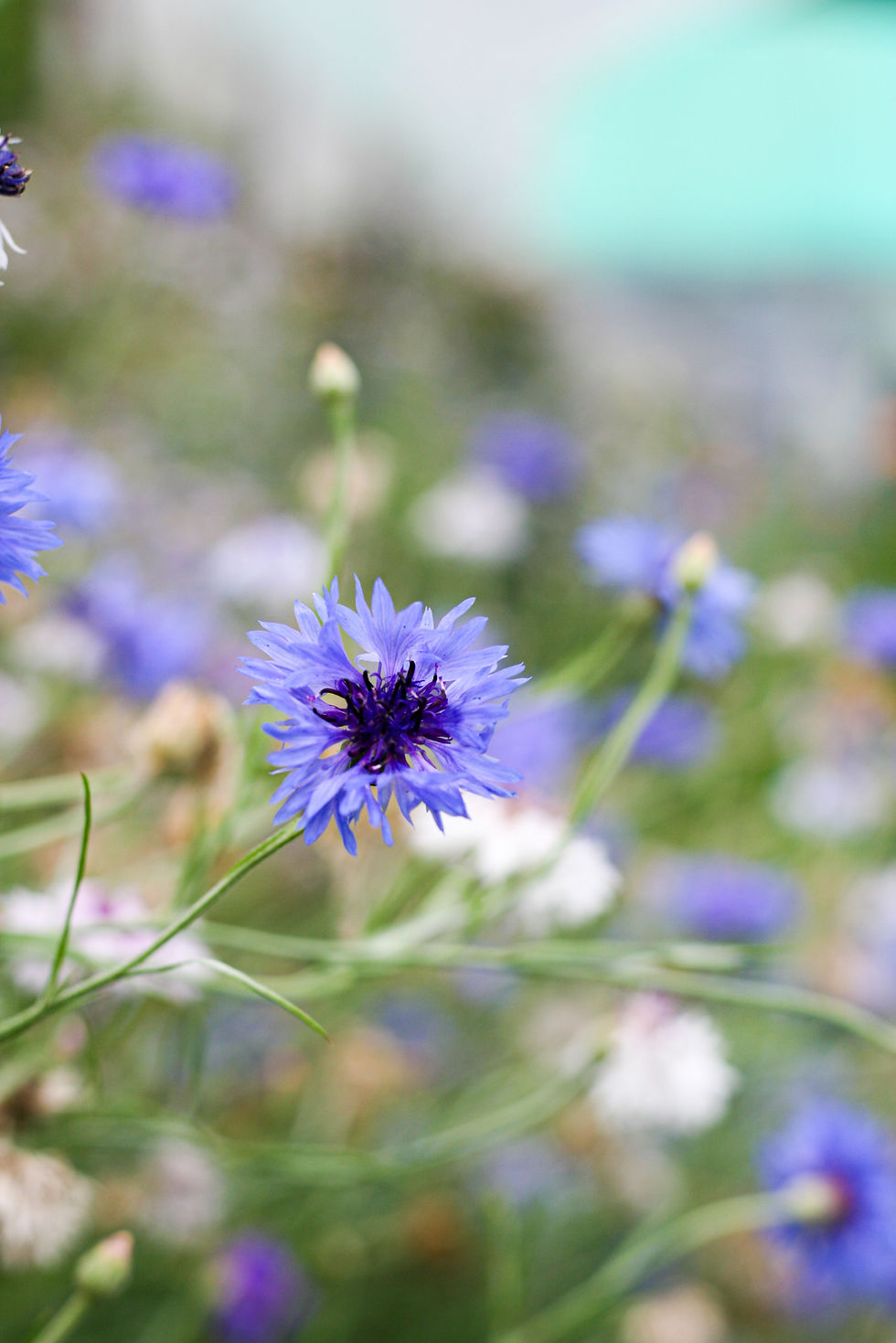 FIORDALISO