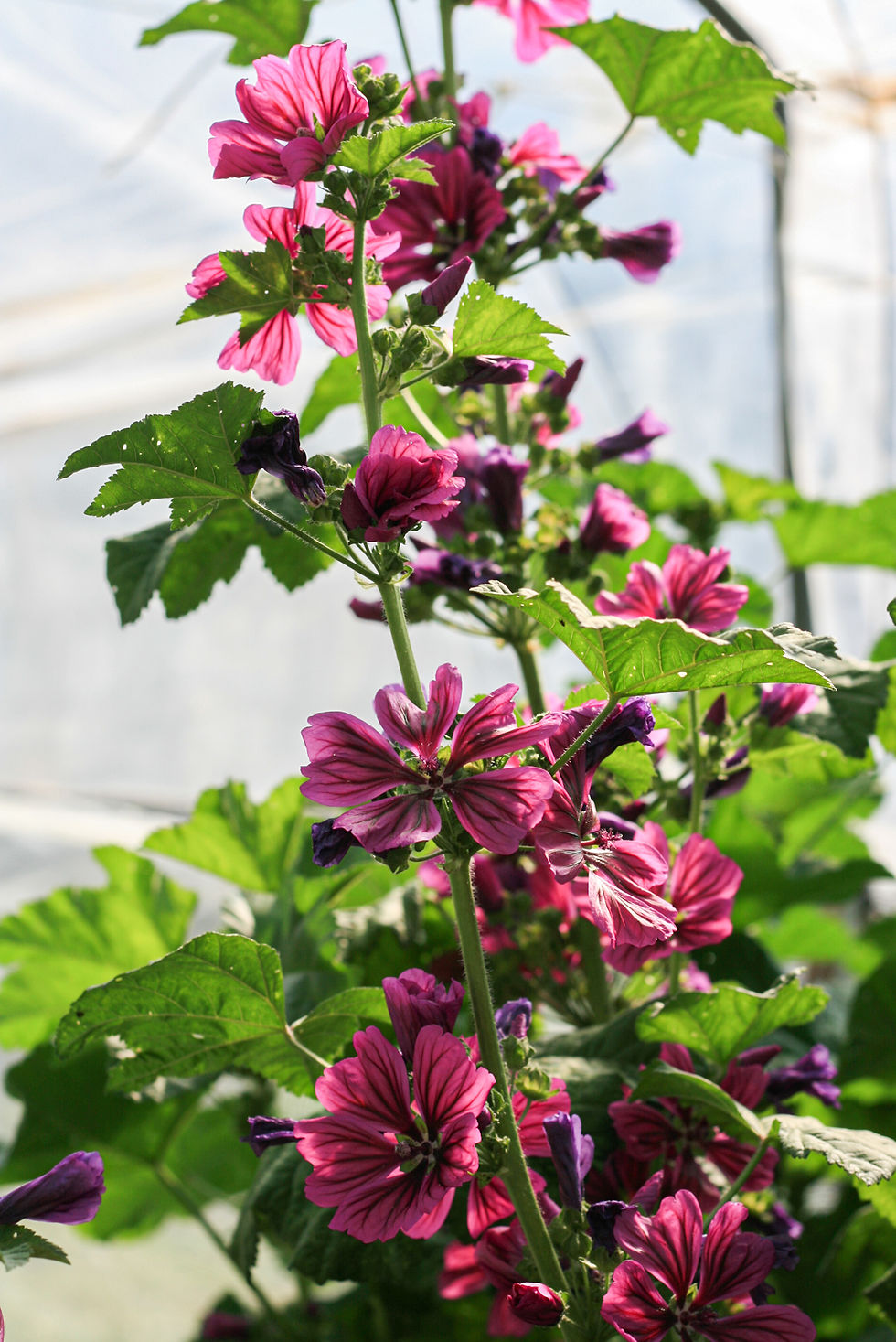 MALVA