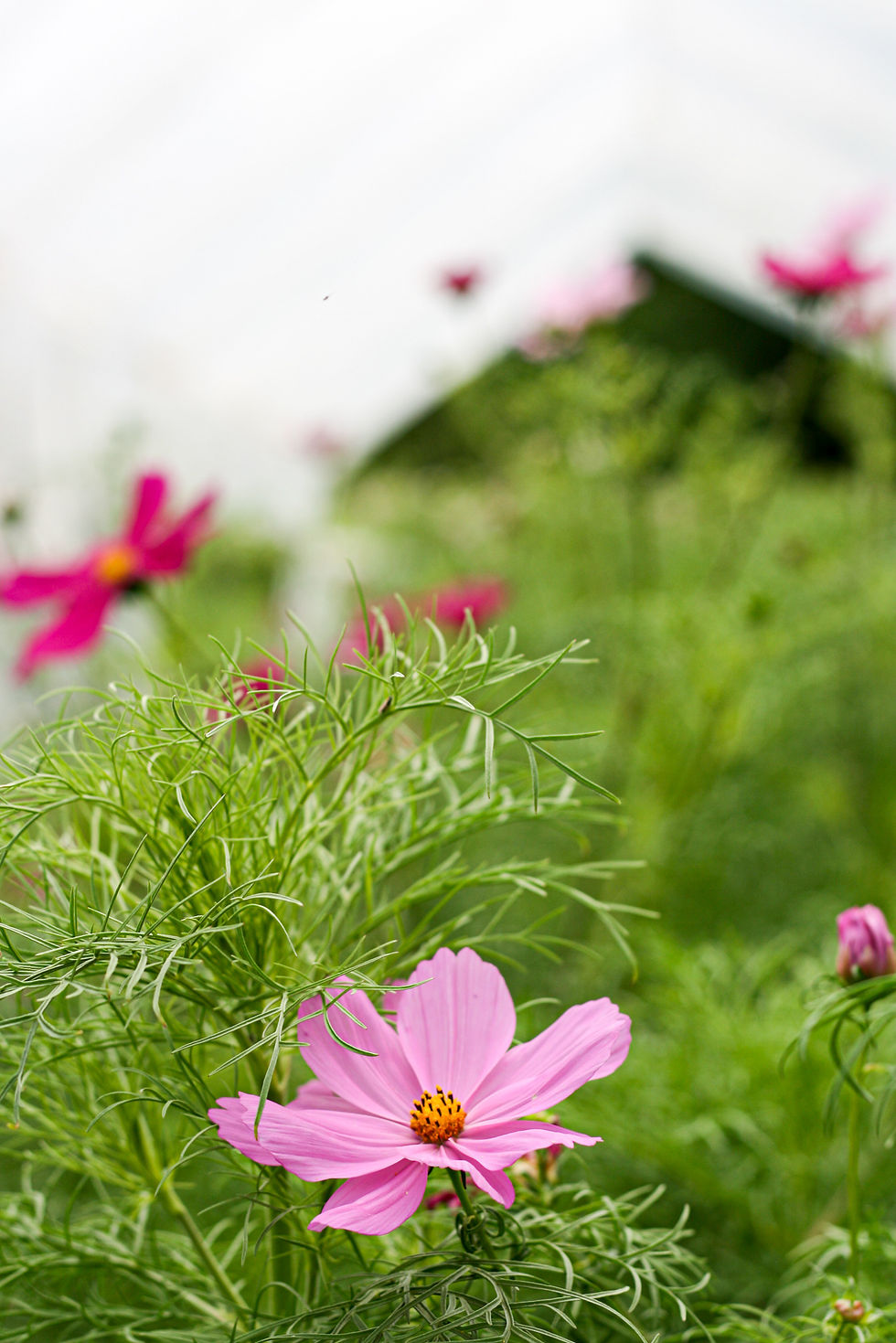 COSMEA