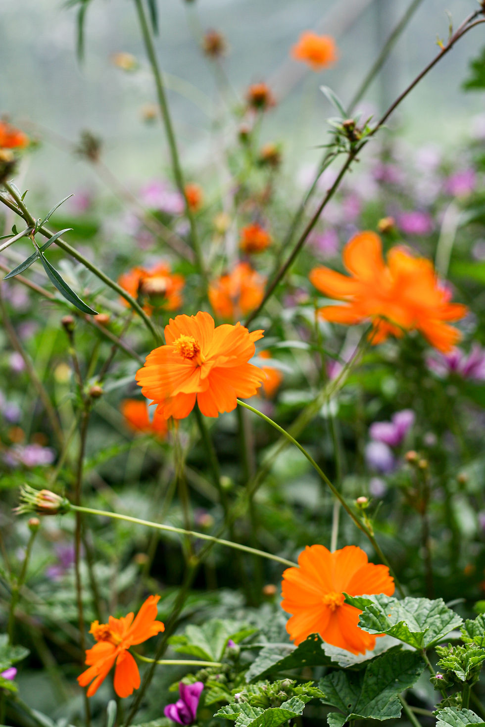 COSMEA SULFUREA