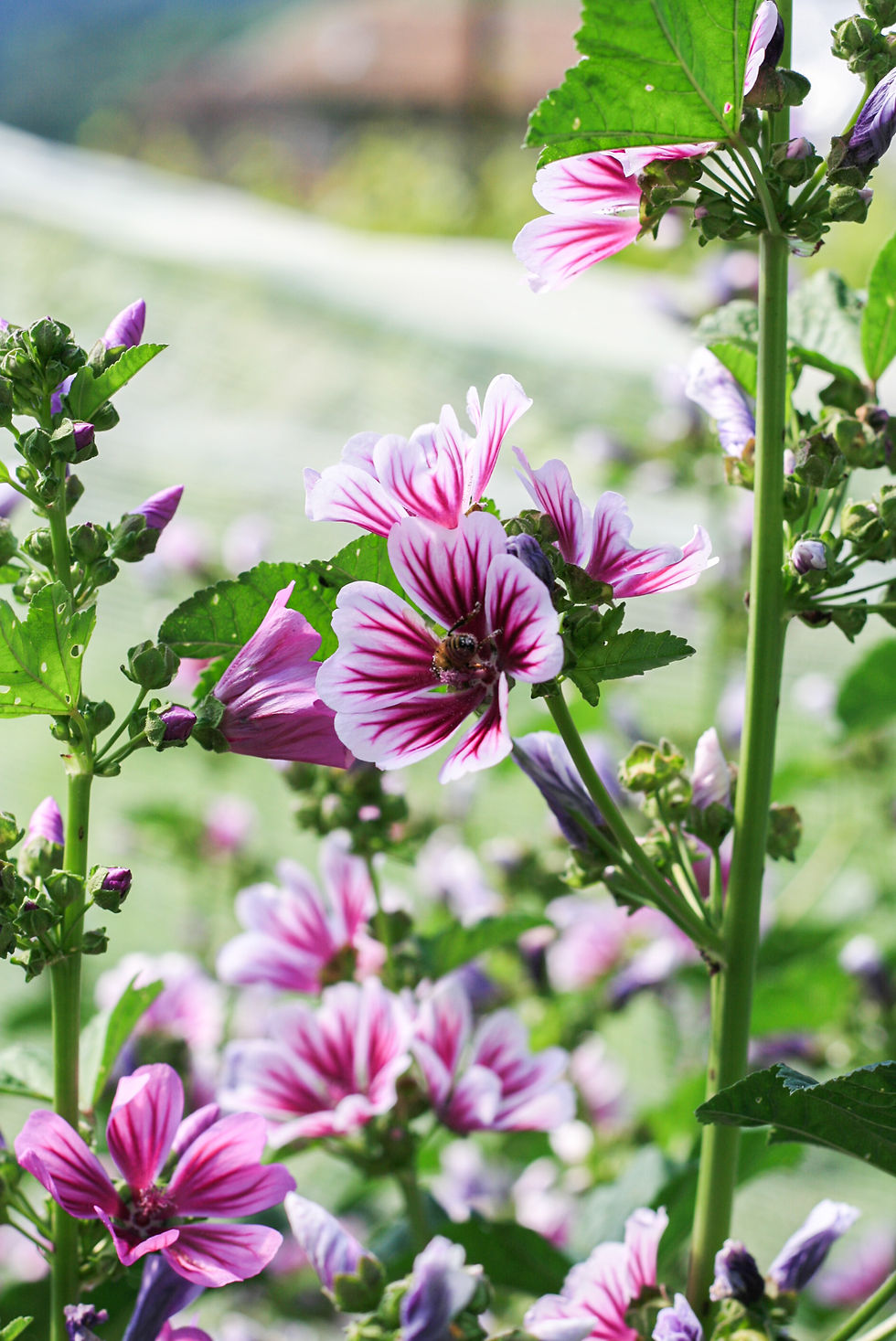 MALVA
