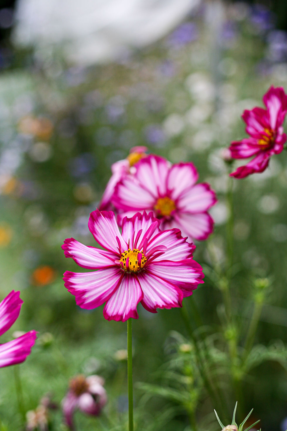COSMEA