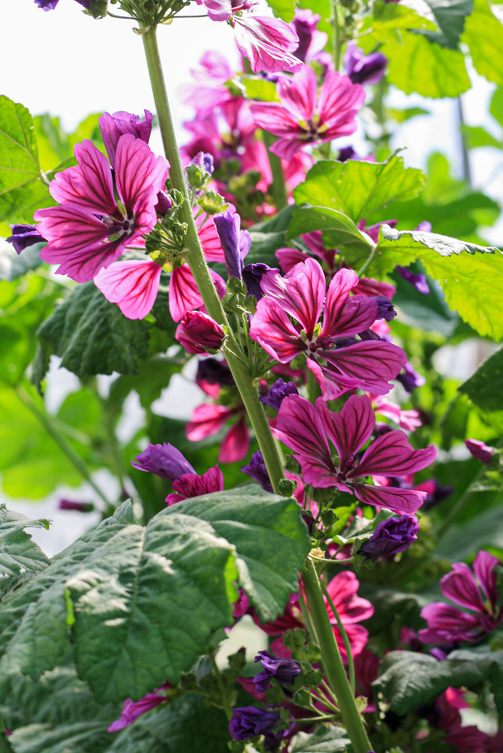 MALVA