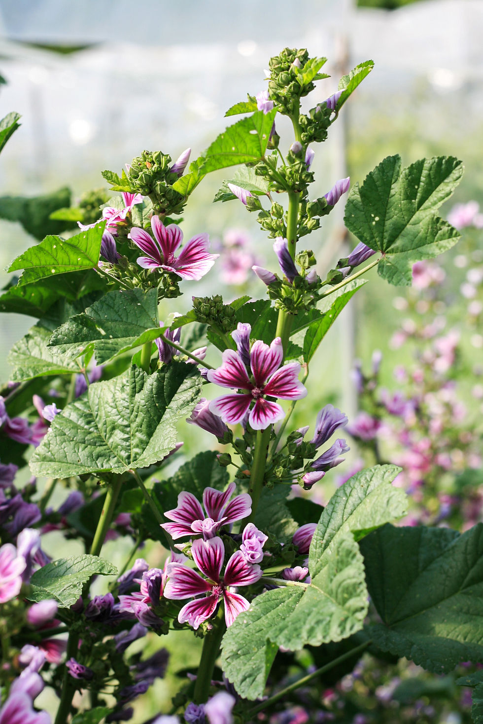 MALVA