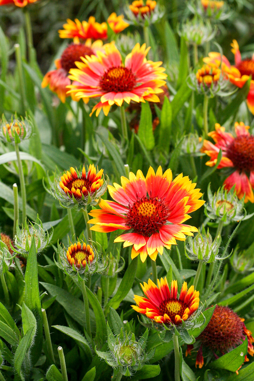 GAILLARDIA