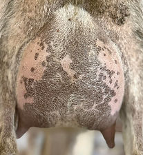 Rosie's dam's FF udder.jpg
