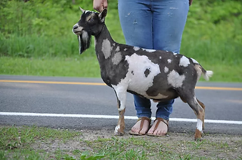 Ezra's sire(OBFCNY SK Tiesto).webp