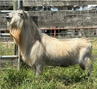 Drake's sire
