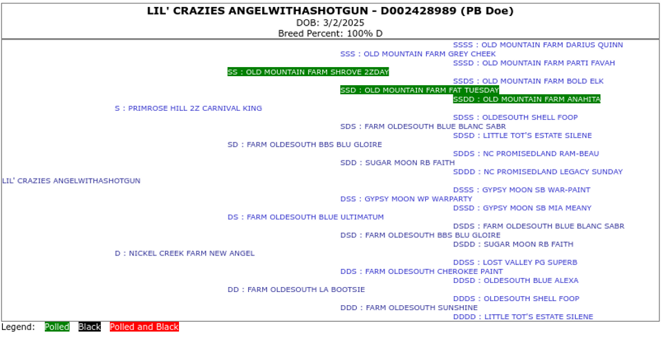 angel's pedigree
