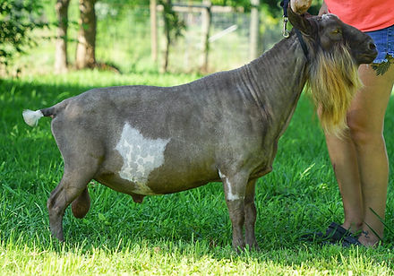 Winey's sire - NC Fairytale.jpg