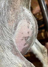 Rosie's dam's FF udder side.jpg