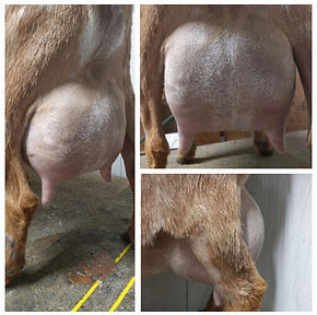 Cinnamon's 2F udder.jpeg
