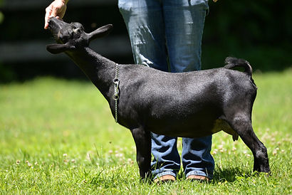 Rosie's sire's dam.jpg