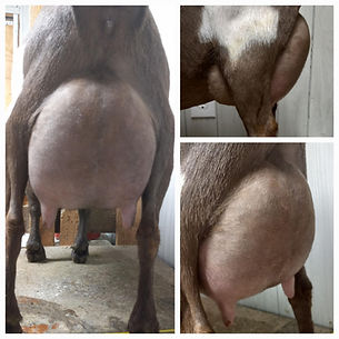 Buttercup's 2F udder collage.jpeg