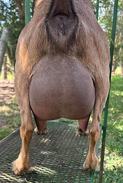 hottie's maternal aunt's udder.jpg