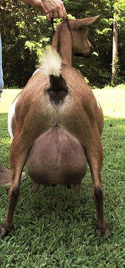 Winey's dam's udder.jpg