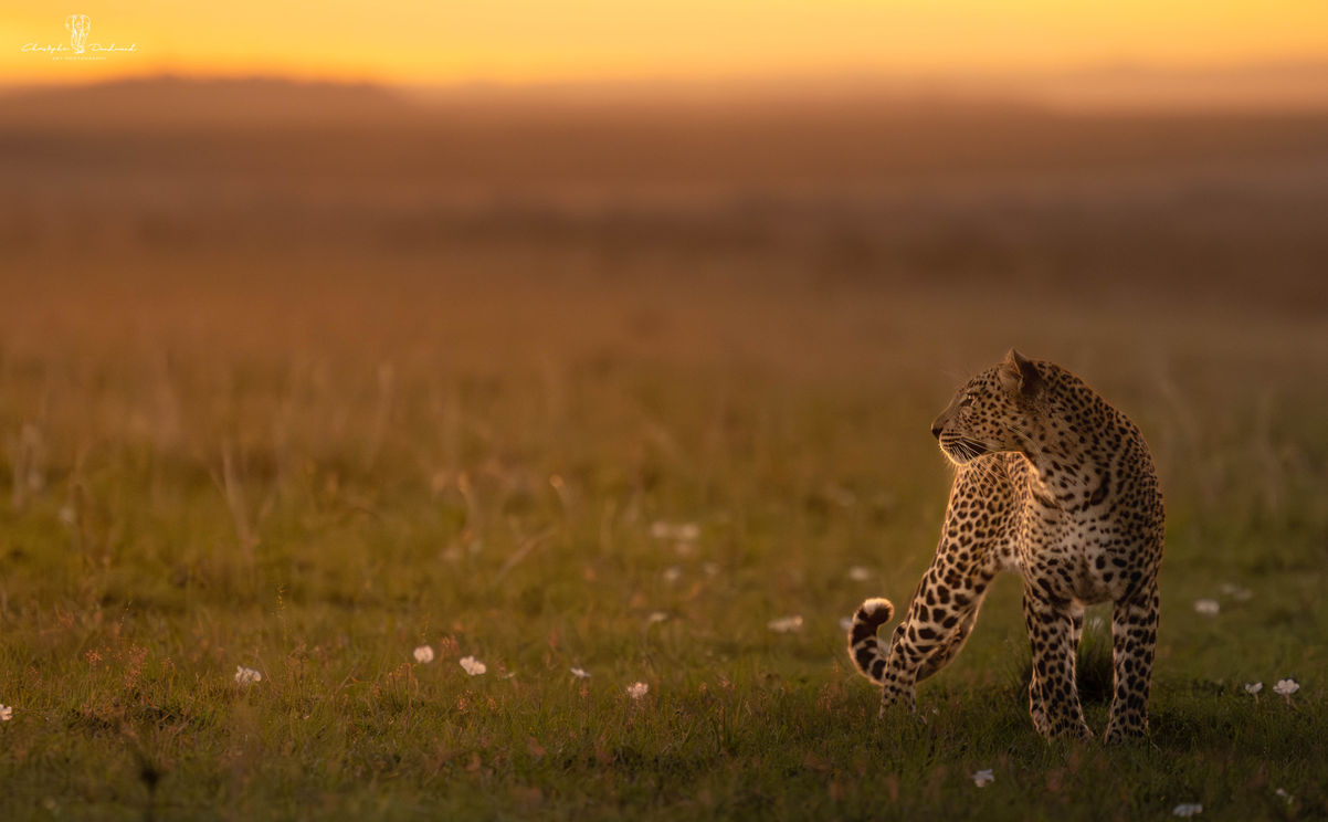 Faulu, léopard du Masai Mara 