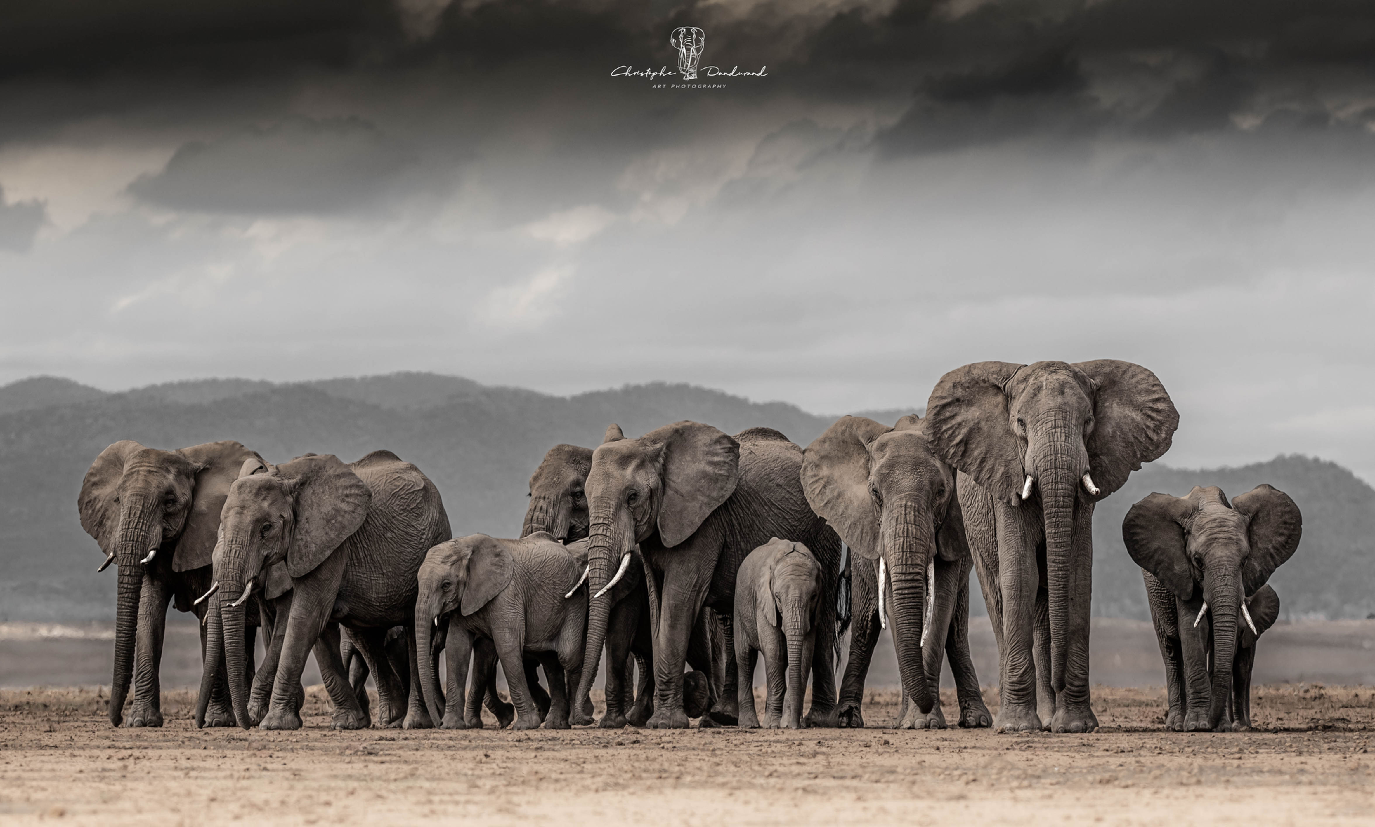 Famille d'Éléphants