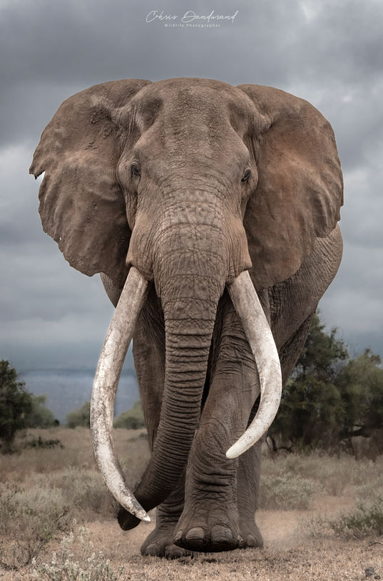 Full-frame front view of Craig, a famous large Big Tusker elephant with massive tusks walking in Amboseli, Kenya.