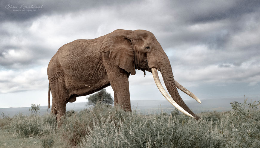 Discover Craig, the legendary Big Tusker of Amboseli, through an exclusive photo gallery capturing the power and majesty of this iconic Kenyan elephant.